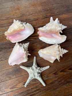 Lot of 5 Sea Shells, Star Fish, Conch, Nautical Decor