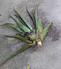Aloe vera plant