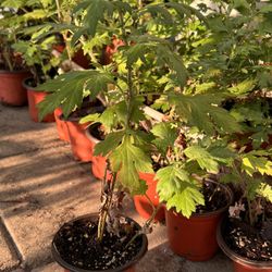 Live Mugworth Herbs Plants