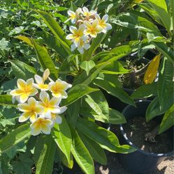Plumeria