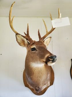 Taxidermy deer