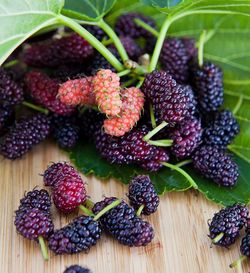 Fruit tree Mulberry organic