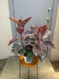 Ficus Elastica Ruby Rubber Plant 6” Pot