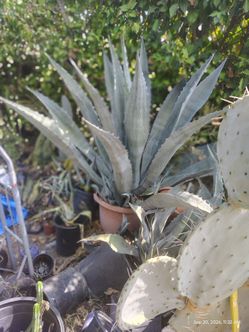 Blue century plant