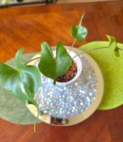 🪴Alocasia Stingray Starter Plant 🪴