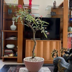 Tropical Plant Bonsai