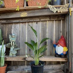 Indoor Peace lily Plant  