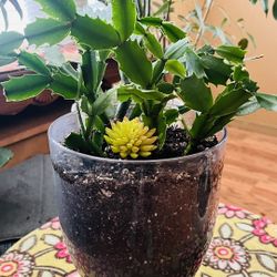 Christmas Cactus