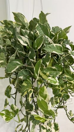 Pothos N’joy
