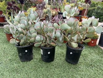 Silver Dollar Jade Tree Plants In 1 Gallon Pots