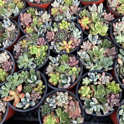 Premium 4 Inch Succulents