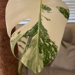 Monstera Albo****IF LISTED ITS AVAILABLE****
