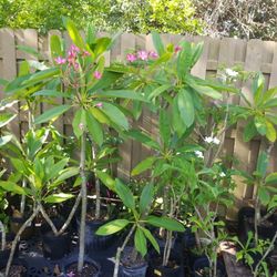 PLUMERIAS FROM $7 to $80.