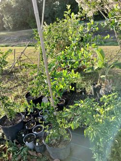 7 Gallon Flowering And Fruiting Barbados Cherry Trees
