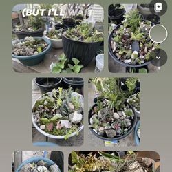 Fairy Garden Setting/planter