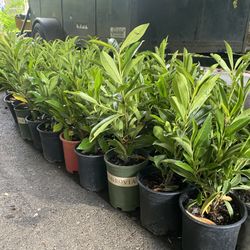 Skip Laurel Privacy Bushes 