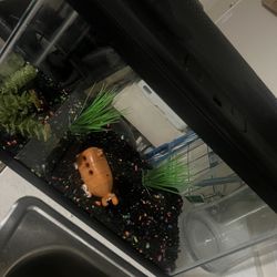 Fish Tank  With Full Setup 