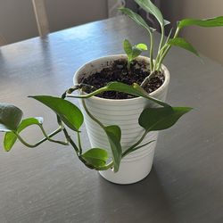 Live Plant
