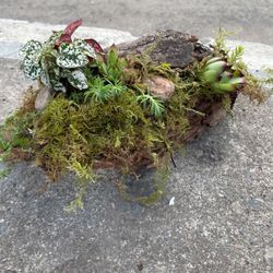 Planted Log With Succulents