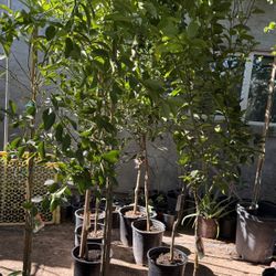 Mexican Key Lime 🍋‍🟩 Treey5 1/2 The Tall $60 Each Price Firm 