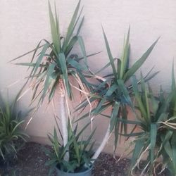 Plants 4sale