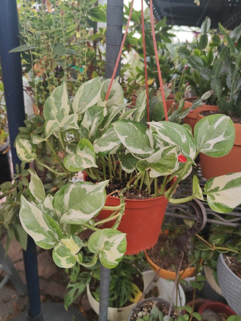 $15 Each One Hanging Plant