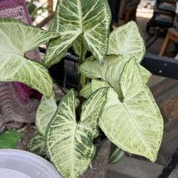 Planta