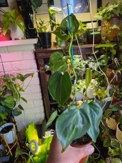 Philodendron 'Brasil' (Philodendron hederaceum 'Brasil')
