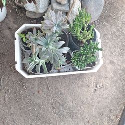 Selling Plants For $5.00 Each 