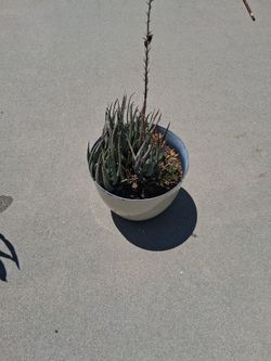 Potted Plant