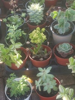 $3 Cada Una Each 