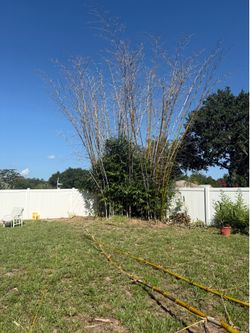 Giant Non-invasive Clumping Bamboo Root Balls 20-60 ft Mature Height