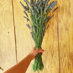 Fresh Lavender Bunches