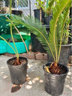 Sago Palms