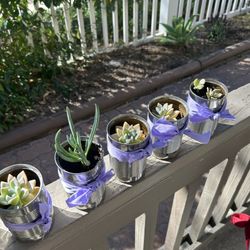 Succulents $1 Each
