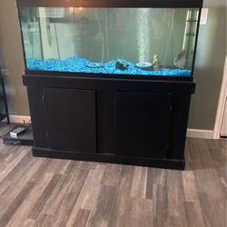 75 Gallon Fish Tank With Flowerhorn