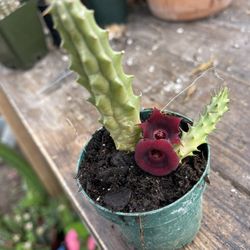Red Dragon 🐉 Stapelia Plants 🪴 