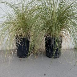 Green Fountain Grass Plant In 5gl