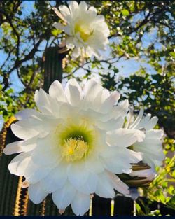 Echinopsis spachiana Cactus 🌵