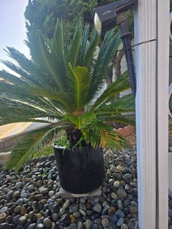 Palm Tree