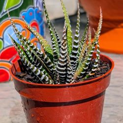 Zebra Striped Succulent 