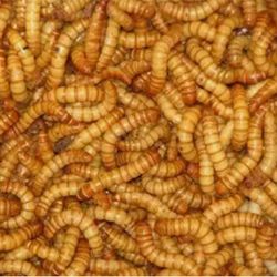 Live Organic Mealworms Mealworm 