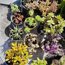 Succulent Plants