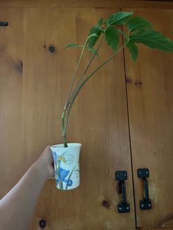 Syngonium in ☕️
