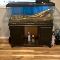 Bearded Dragon Setup
