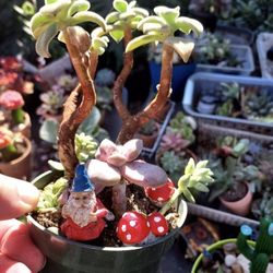 SUCCULENT SALE TODAY(SUNDAY) IN SAN LORENZO Or Contact For Appt