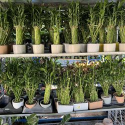 Lucky Bamboo In Clay Pot. SPECIAL PRICE 🤩