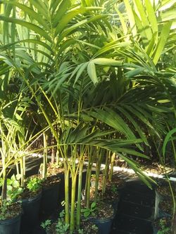 CHRISTMAS PALM IN 7 GALLONS OVER 4' WITH MULTIPLE TRUNK FOR ONLY $30 ONLY A FEW LEFT!