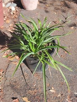 Large spider plant