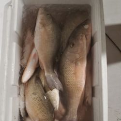 Fishing Charter